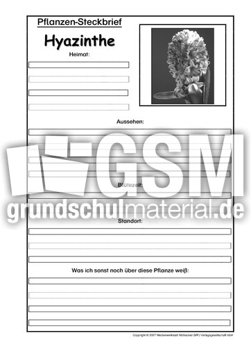 Pflanzensteckbrief-Hyazinthe-SW.pdf